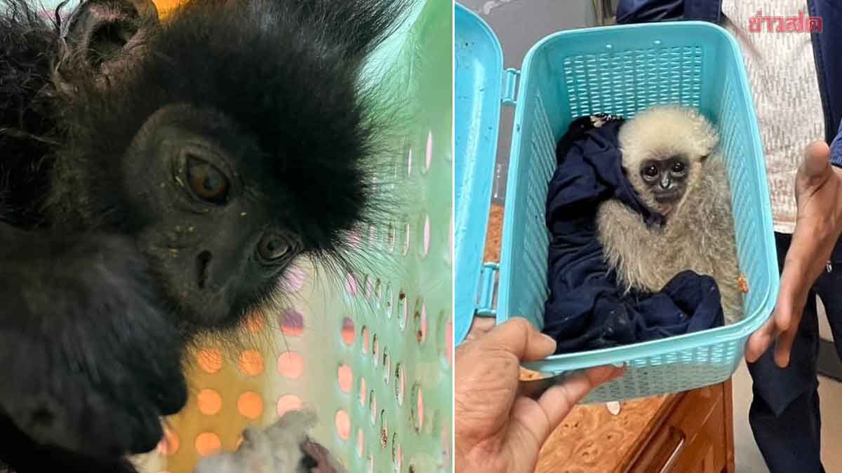 Indian Man Caught Smuggling 15 Rare Wildlife Animals, Including Gibbons and Turtles