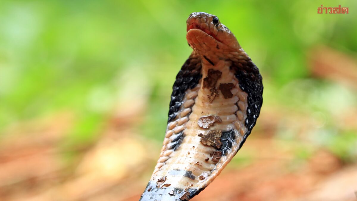 India in Critical Crisis: Snakebites Claim 50,000 Lives Annually, Urgent Measures Needed