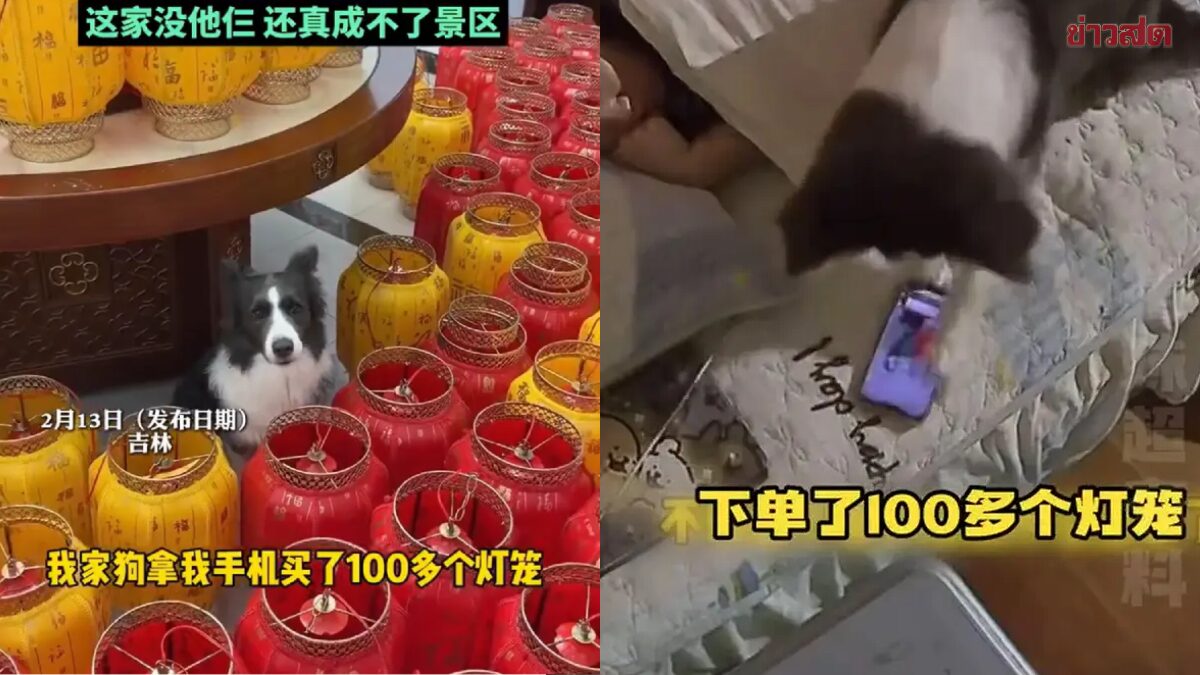 Bright House! Chinese Woman Accidentally Falls Asleep, Dog Orders Over 100 Lanterns