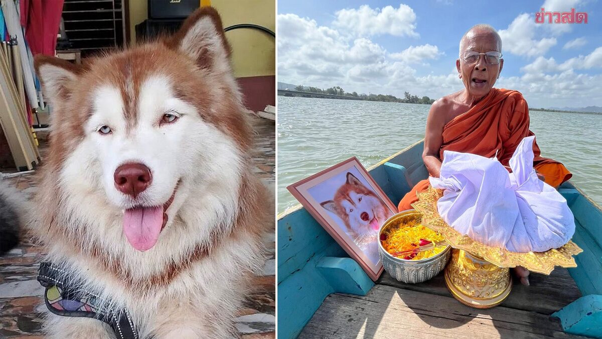 Suspect Caught in Molly the Dog's Brutal Attack, Heartbroken Owner Holds Cremation Ceremony