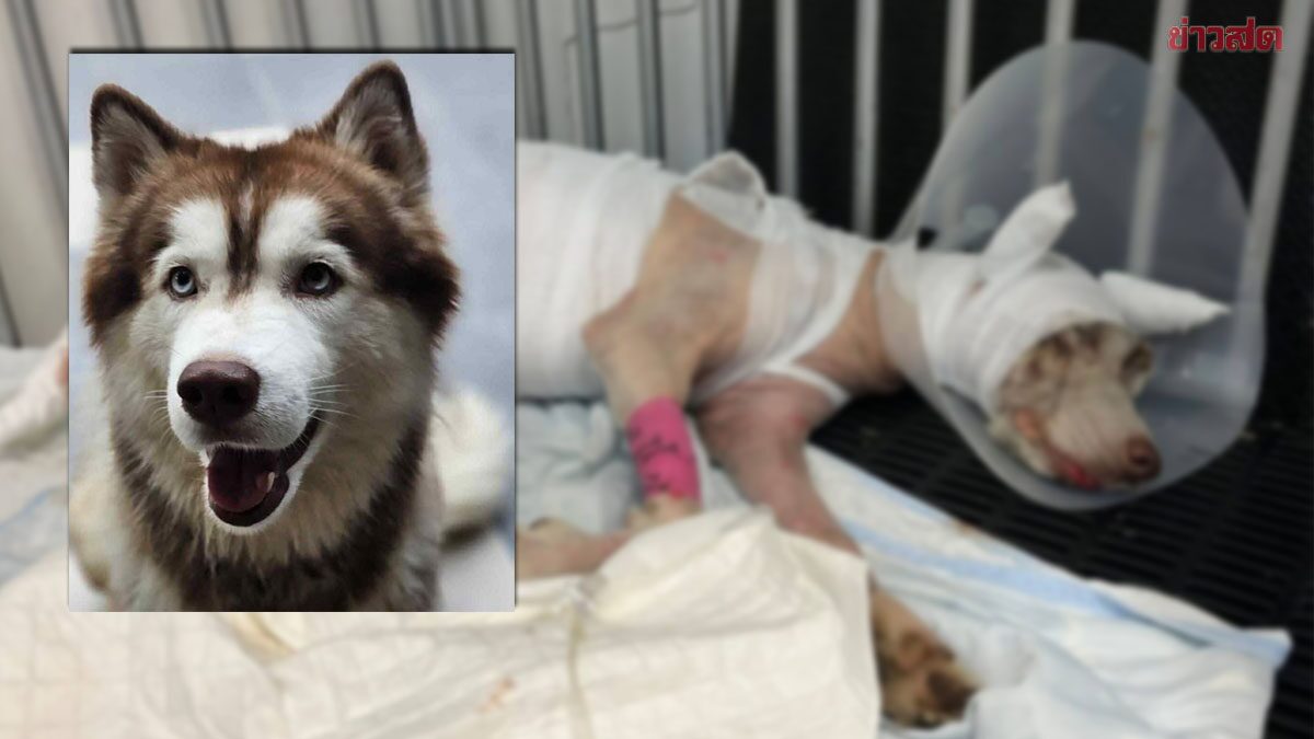 His Majesty the King Accepts Burned Molly the Siberian Dog Under Royal Patronage