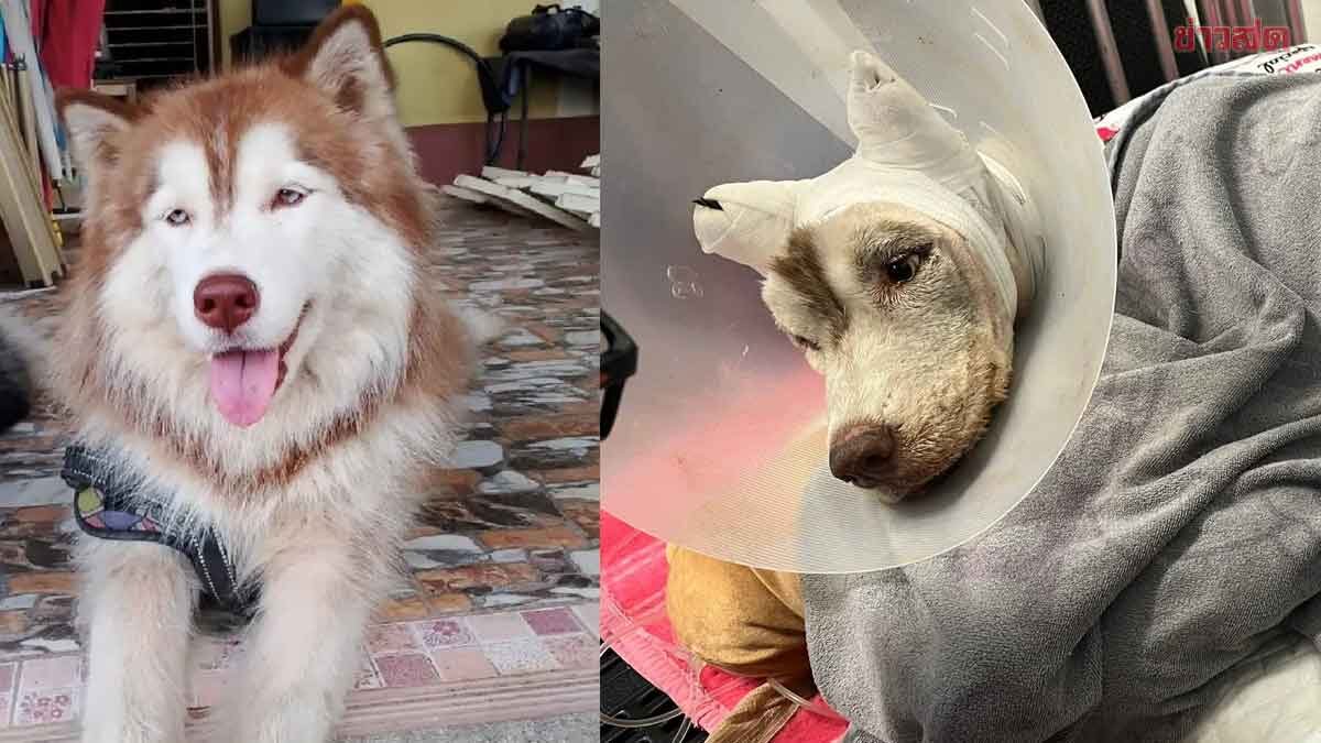 Animal Protection Association Mourns Siberian Husky 'Molly' and Calls for Justice
