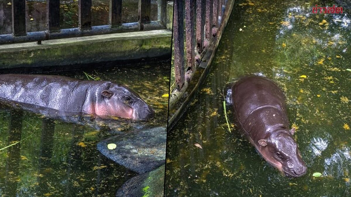 Zoo Responds to Trai Scott's Drama about 'Moo Deng' the Hippo, Explains Defecation as Natural Behavior