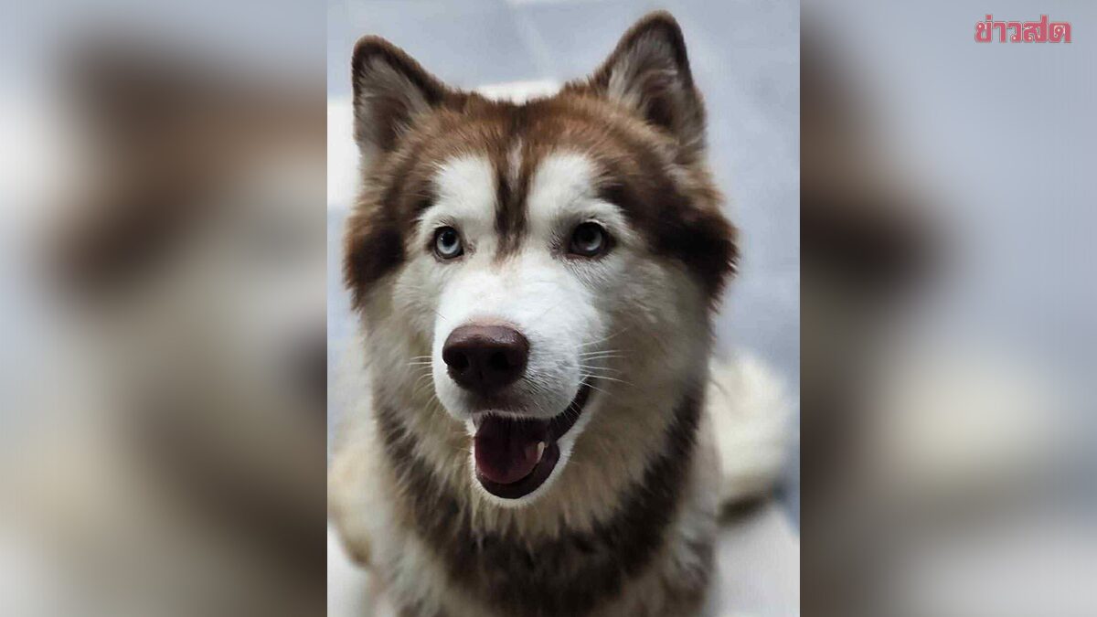 The Hope Songkhla Offers 30,000 Baht Reward for Information on 'Molly' Abuser