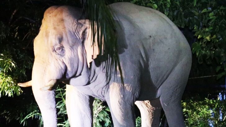 Wild Elephant Kills Tourist at Khao Yai, Third Fatal Attack by Same Bull