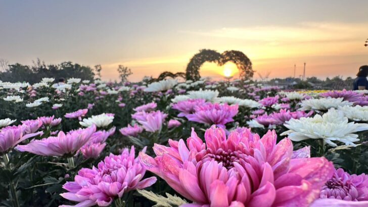 Chrysanthemum Festival Blooms in Wang Nam Khiao Just in Time for Valentine's Day