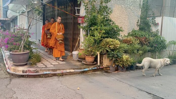 เพื่อนตัวเล็ก - เจ้ากาโม่-เจ้าแตงโม เดินตามพระบิณฑบาต