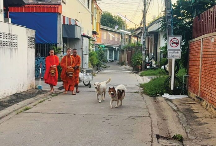 เพื่อนตัวเล็ก - เจ้ากาโม่-เจ้าแตงโม เดินตามพระบิณฑบาต