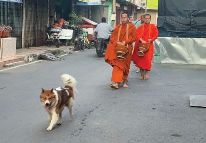 เพื่อนตัวเล็ก - เจ้ากาโม่-เจ้าแตงโม เดินตามพระบิณฑบาต
