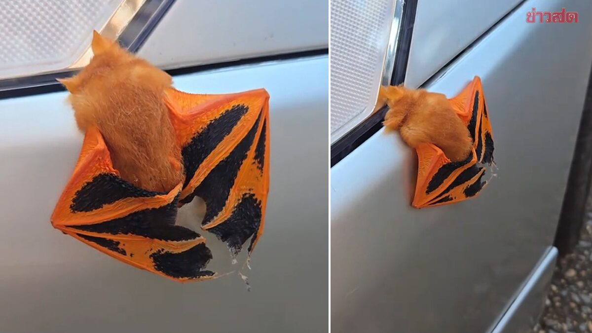 Woman Mistakes Rare Bat for Leaf: Unusual Painted Bat Found After Traffic Incident