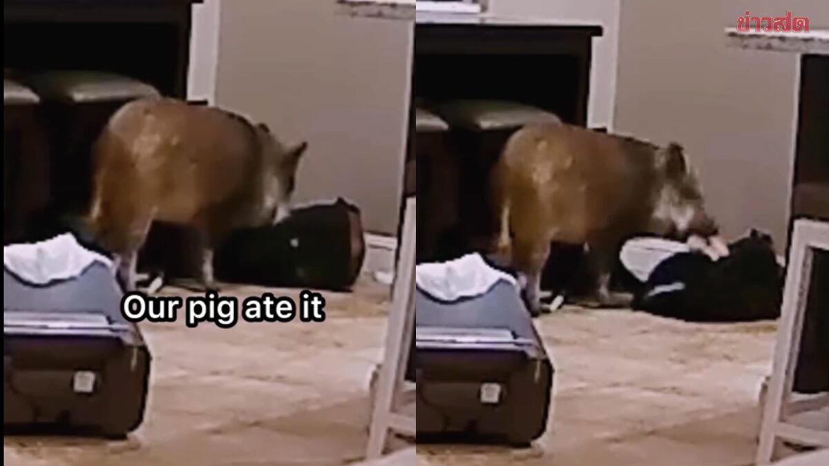 You Won't Believe It! Student Claims Pig Ate Her Homework, Provides Video Evidence