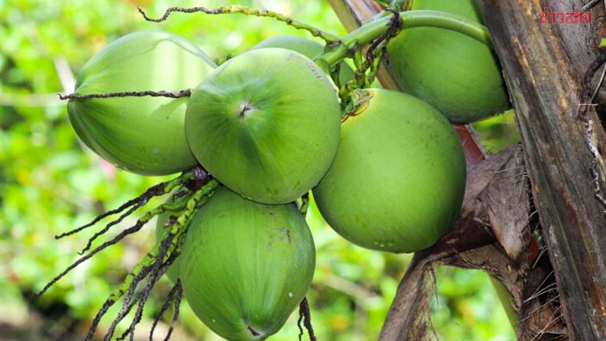 European Union Officially Registers Geographical Indication for Ratchaburi Fragrant Coconut