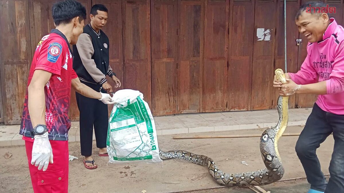 สะพรึงตัวใหญ่ยักษ์ ออกมาดูตามเสียงแตรบีบสนั่นหลายคันถึงผงะ แห่ส่องเลขลุ้นถูกหวย