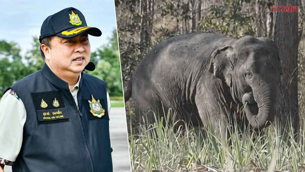 Deputy PM Suchart Orders Review of Wild Elephant Management Measures After 'Seedoh Hupub' Elephant's Death