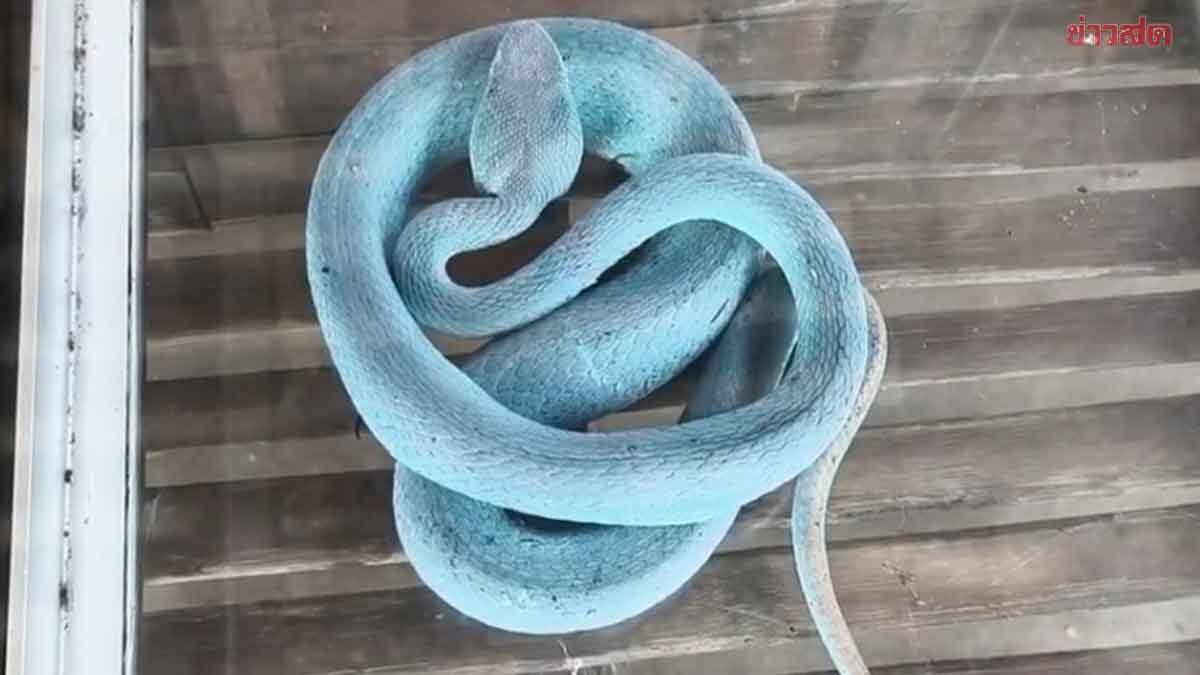 Wow! Villagers Catch Rare Tiffany Blue Snake, Bring Luck to Homeowner