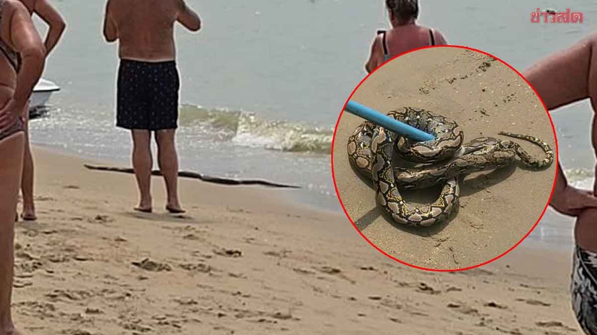 Giant Python Emerges from the Sea, Tourists Panic on the Beach