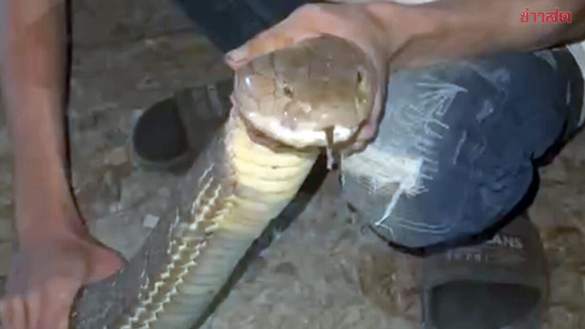 Giant 4-Meter-Long Bong La Snake Emerges Under Wooden Log Near Chicken Coop, Terrifying Household