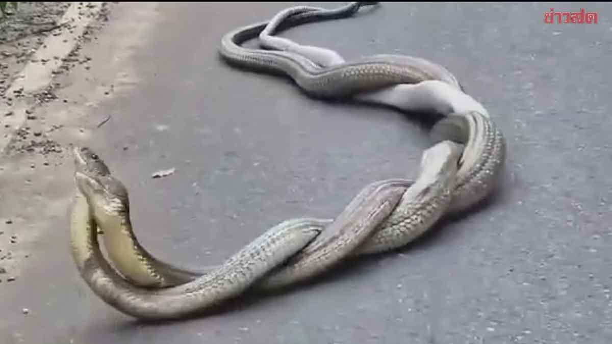 Locals Stunned: Massive King Cobras Mate Openly on Roadside Near Valentine's Day