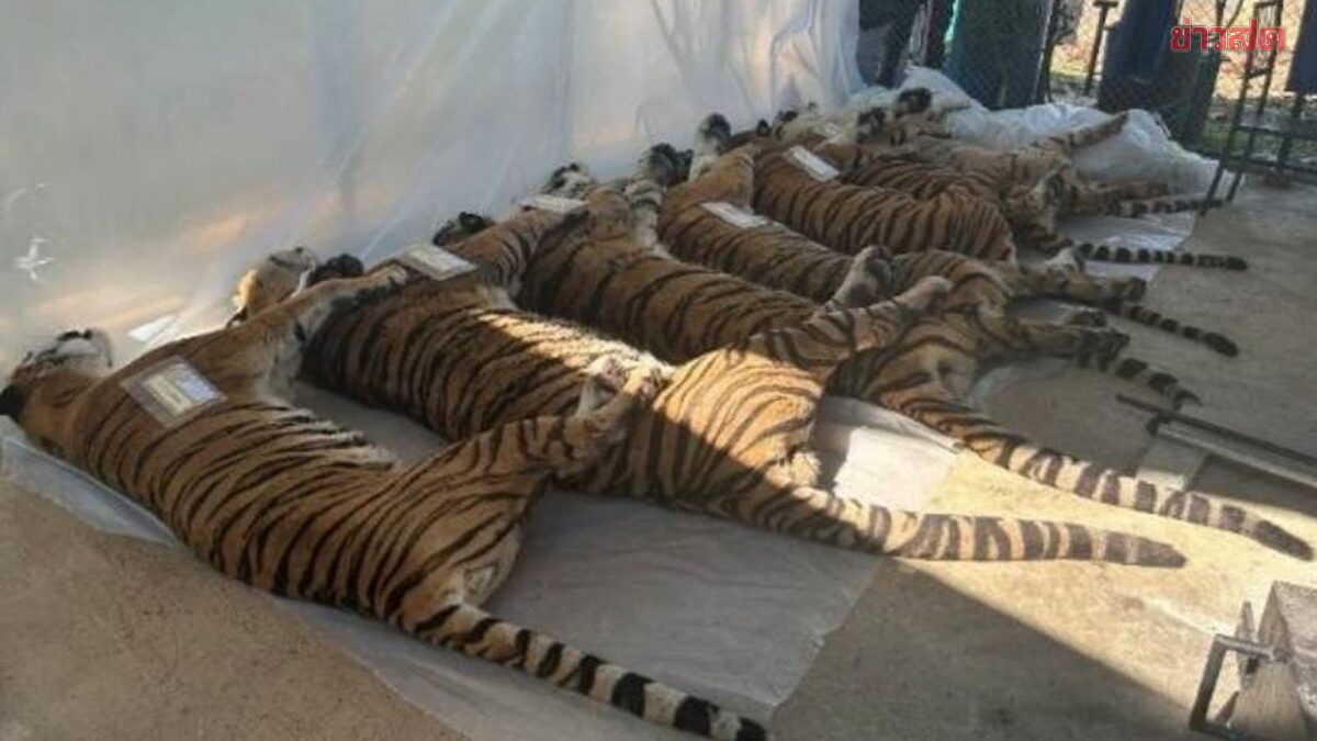Mystery: How Did 72 Tigers Die from Feline Distemper in a Closed System?