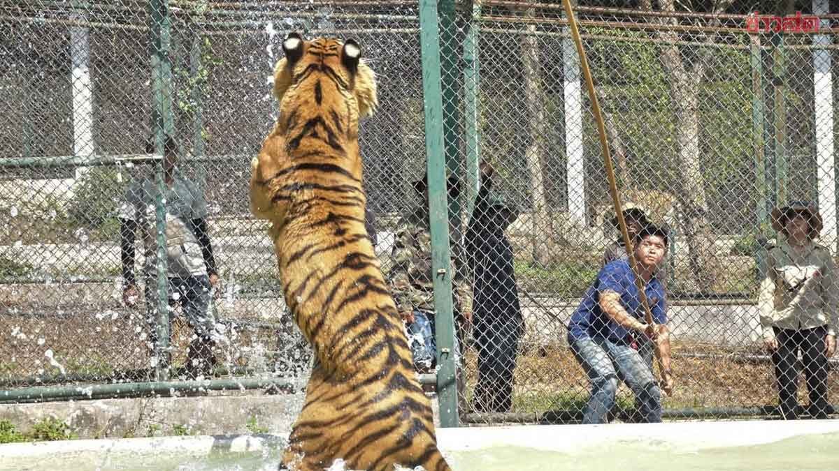 Timeline Reveals: 72 Tigers Die from Feline Distemper at Mae Rim and Mae Taeng Reserves