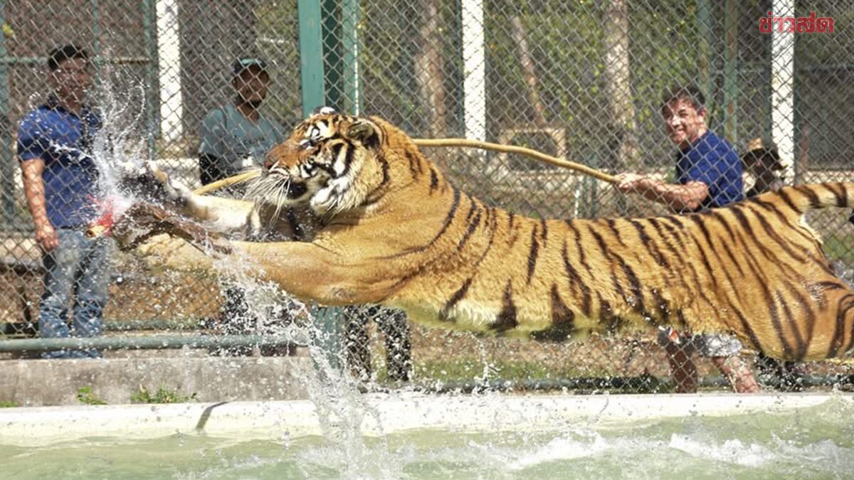 Suspected Food Poisoning Kills Over 70 Tigers at Famous Farm