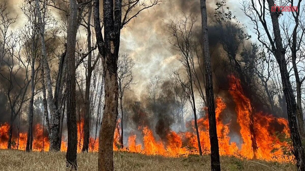 Tonight's Urgent Mission: Battling Forest Fire at Sakaerat Research Station, Over 6,400 Rai Burned