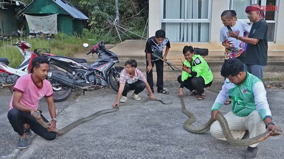 Villagers Shocked: Three Massive King Cobras Caught Fighting, Rescue Team Called to Separate Them