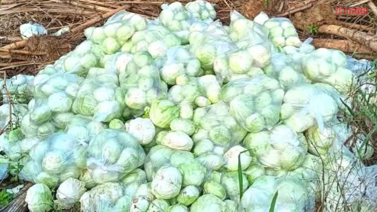 กะหล่ำปลี ราคาดิ่งหนัก วิกฤตน้ำมันขาดแคลน ซ้ำเติม พ่อค้าหยุดซื้อ เกษตรกรหล่มสัก ตัดทิ้ง