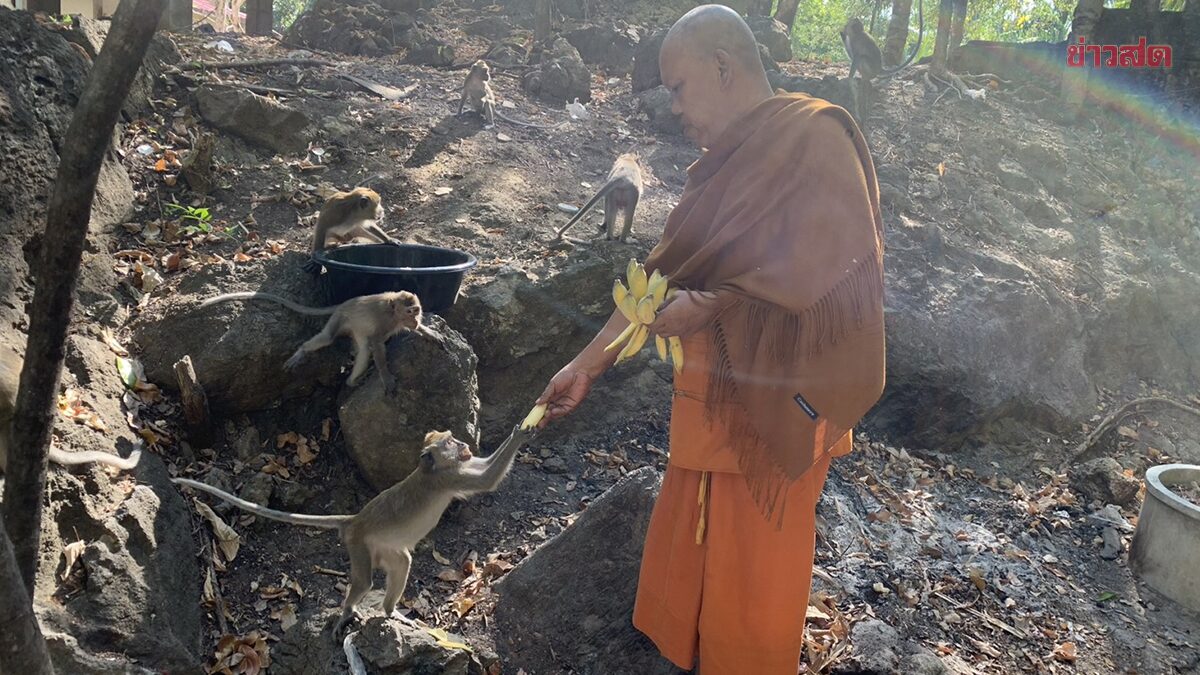 ภัยแล้งรุนแรง ฝูงลิงหางยาว หิวโซลงเขา บุกกุฏิวัดดังห้วยยอด ขอพระ กินน้ำ-อาหาร