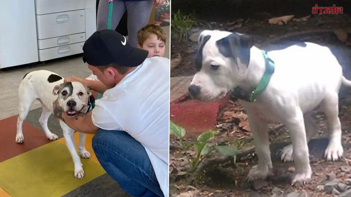 แทบไม่เชื่อสายตา สุนัขหายจากบ้านไป 11 ปี กลับสู่อ้อมกอด ครอบครัวอีกครั้ง
