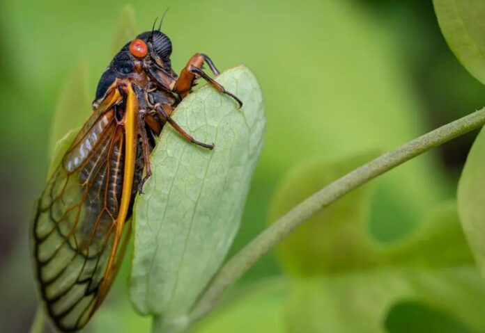 ภาพประกอบ