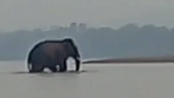 Mysterious wild elephant swims across Mekong to Laos every year