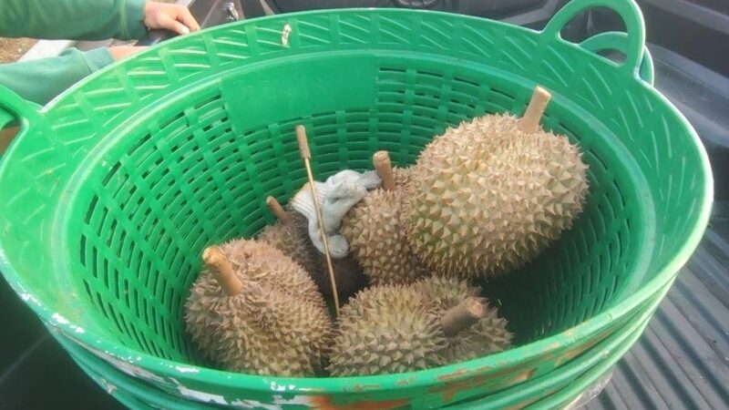 คัดทุเรียน