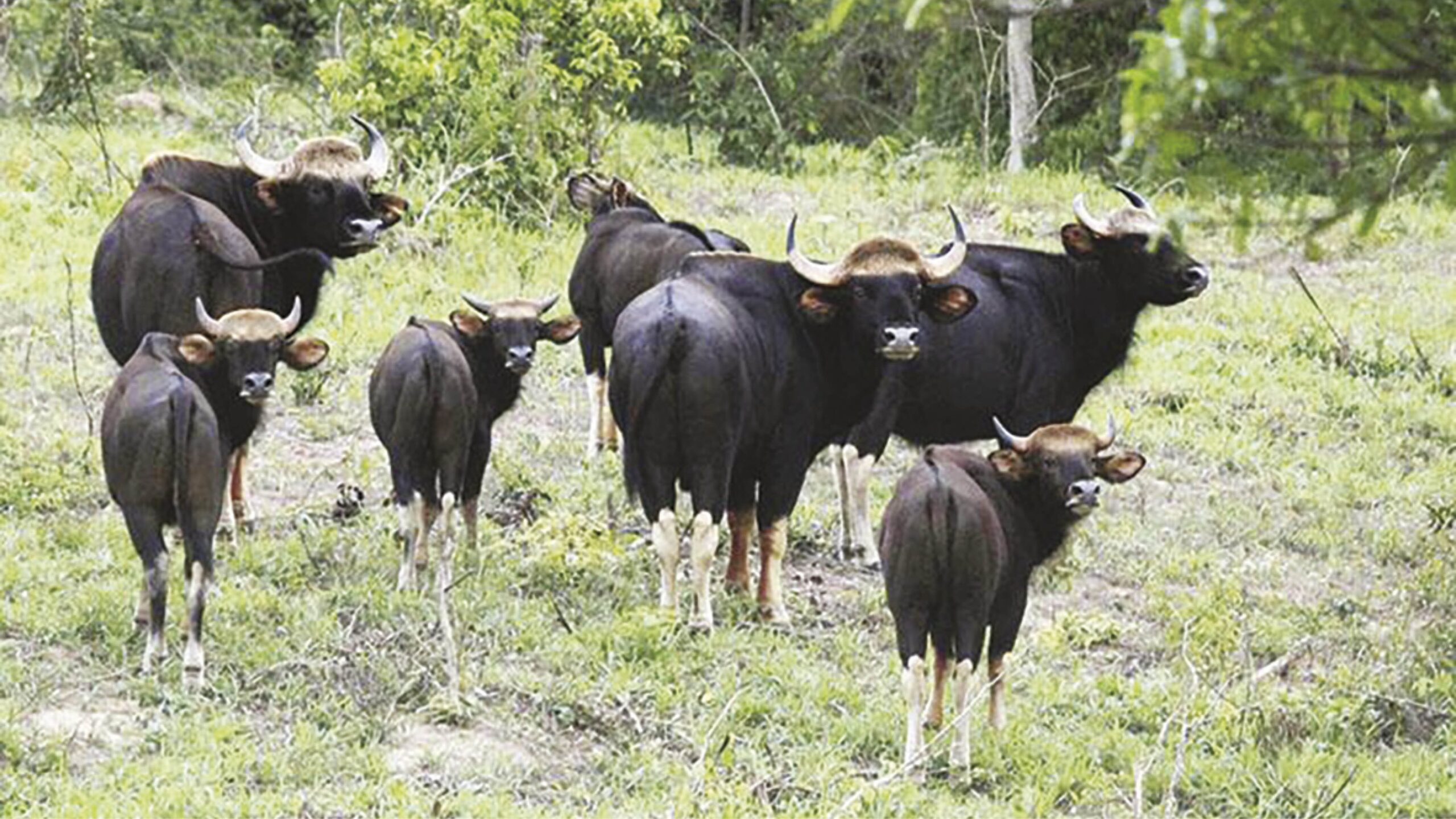 หลาก&หลายท่องเที่ยว – อุทยานแห่งชาติกุยบุรี ชวนเที่ยว‘โป่งสลัดได’