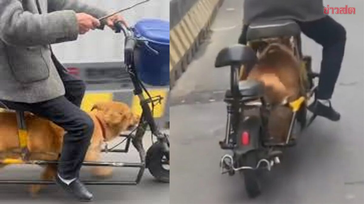 วิจารณ์สนั่น! ชายชาวจีนจับหมาวิ่งใต้เบาะ ใช้ลากจักรยานไฟฟ้าแทนเครื่องยนต์