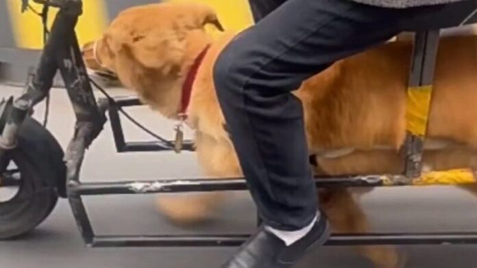 หมาถูกใช้เป็นแรงขับ
