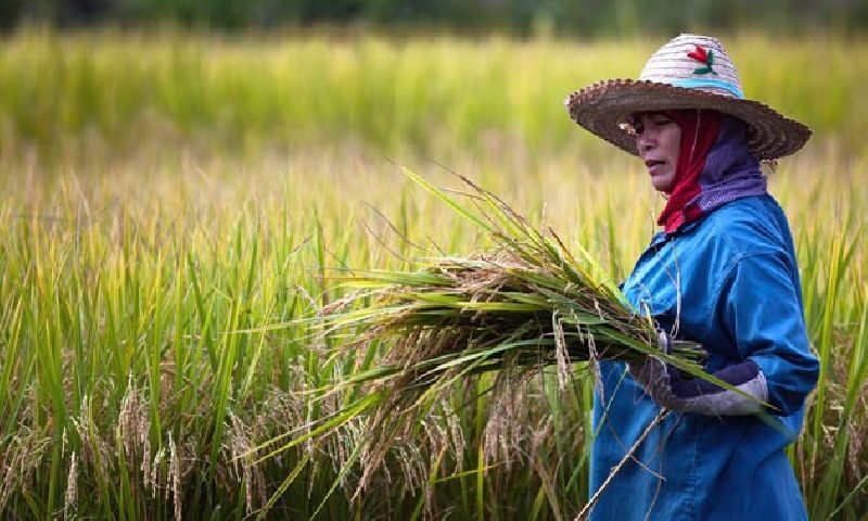 สมาคมชาวนาฯ ช็อกราคาน้ำมัน​พุ่ง 6 บาทโวยหน้าปั๊มยังขาด​