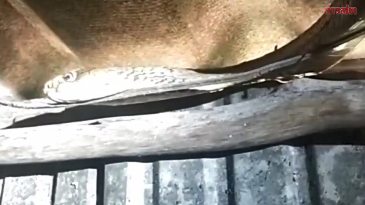 งูจงอาง ตัวเบ้อเร่อ เลื้อยซุกหิ้งพระ แห่ส่องบ้านเลขที่ลุ้นโชคงวดนี้