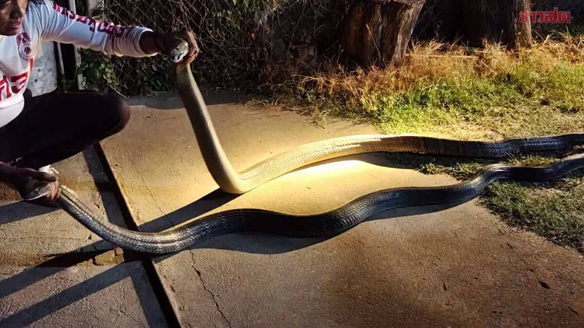 เจ้าของบ้าน ผวา งูจงอาง ยาว 4 เมตร 2 ตัว เปิดศึกฟัดกันนัวกลางลานบ้าน