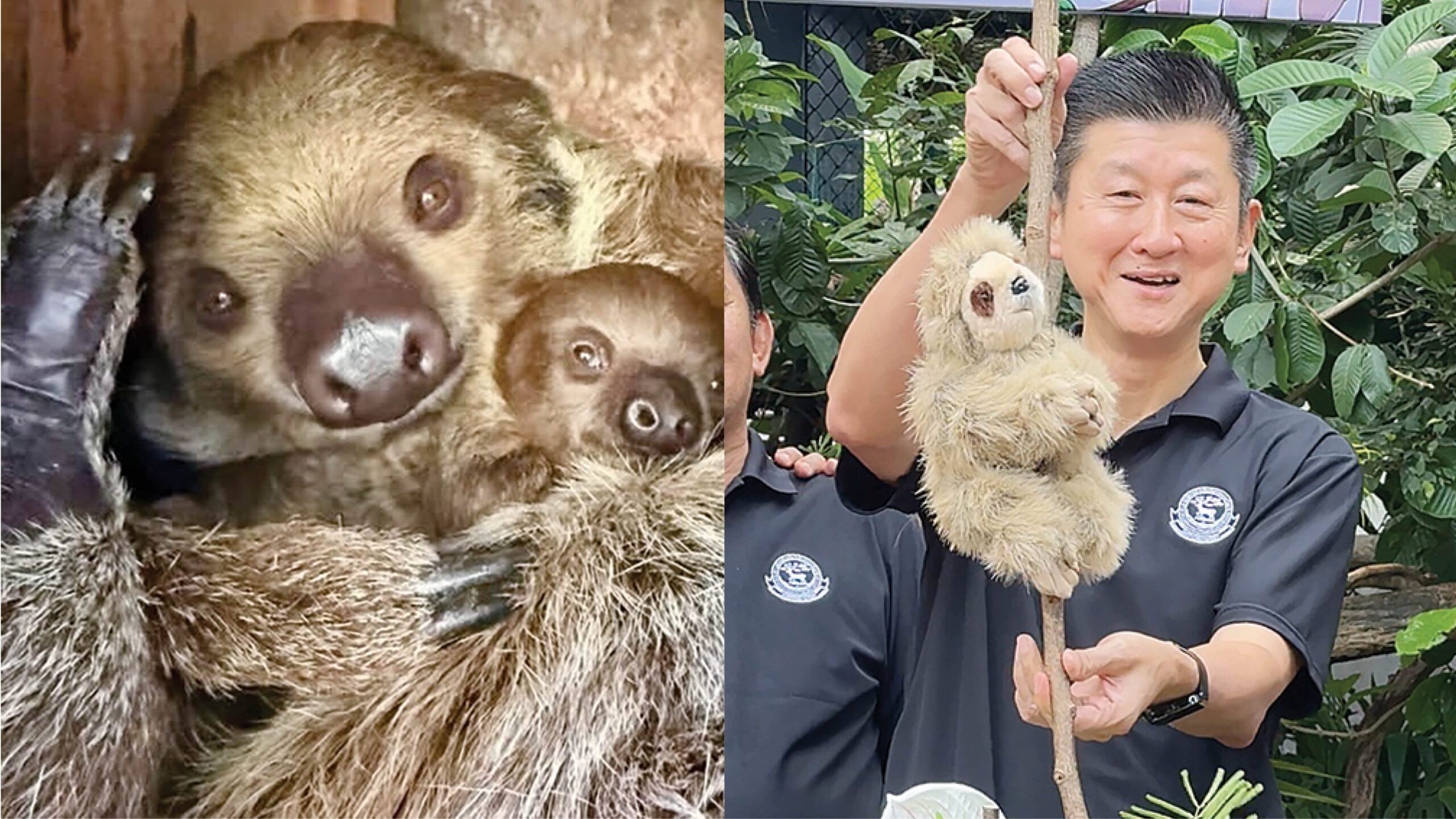 เพื่อนตัวเล็ก – สวนสัตว์เปิดเขาเขียว  ชวนตั้งชื่อลูกสลอธน้อย