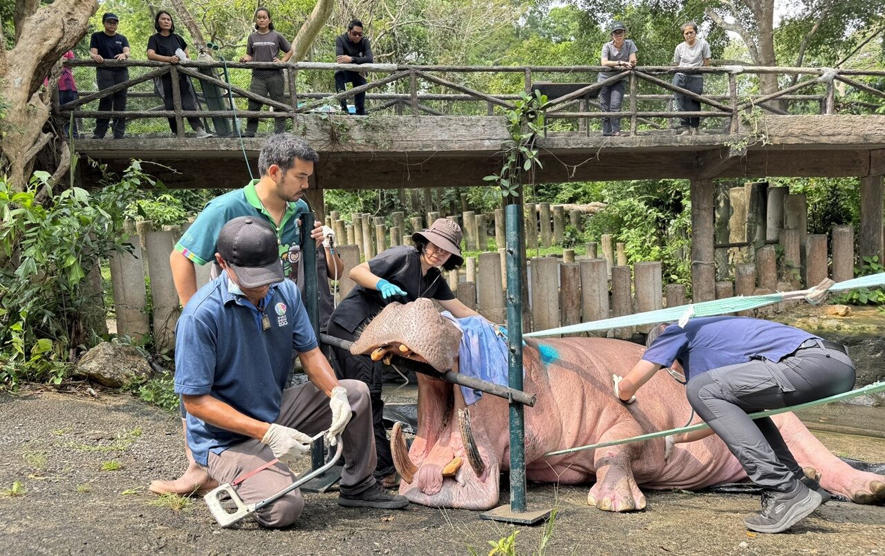 ผอ.สวนสัตว์เปิดเขาเขียว นำทีมสัตวแพทย์ ‘จัดฟันฮิปโปฯ’ ดูแลสุขภาพช่องปาก’พี่เป๋’