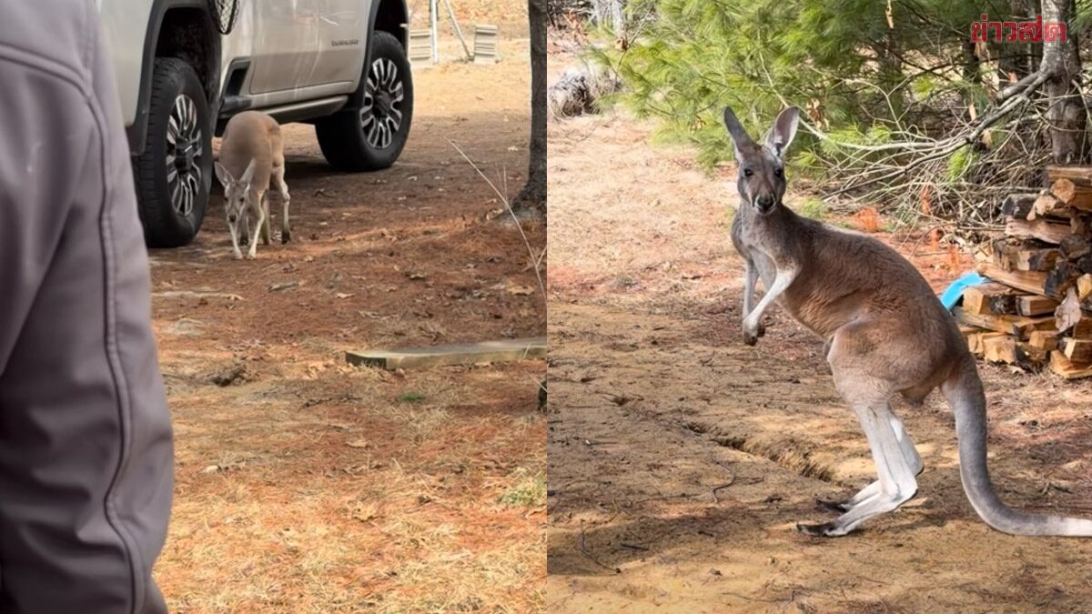 วุ่นทั้งเมือง! จิงโจ้หนีเที่ยวจากฟาร์ม ก่อนโผล่เซอร์ไพรส์เจ้าของอย่างน่าเอ็นดู
