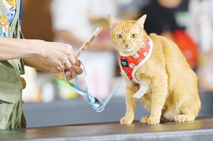 เพื่อนตัวเล็ก