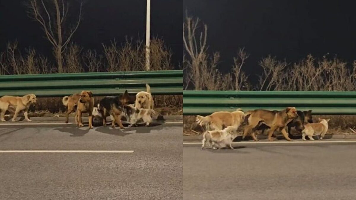 คลิปไวรัล “แก๊งสุนัขหลงทาง” ที่ชาวเน็ตหลงรัก จริง ๆ เป็นเรื่องแต่ง