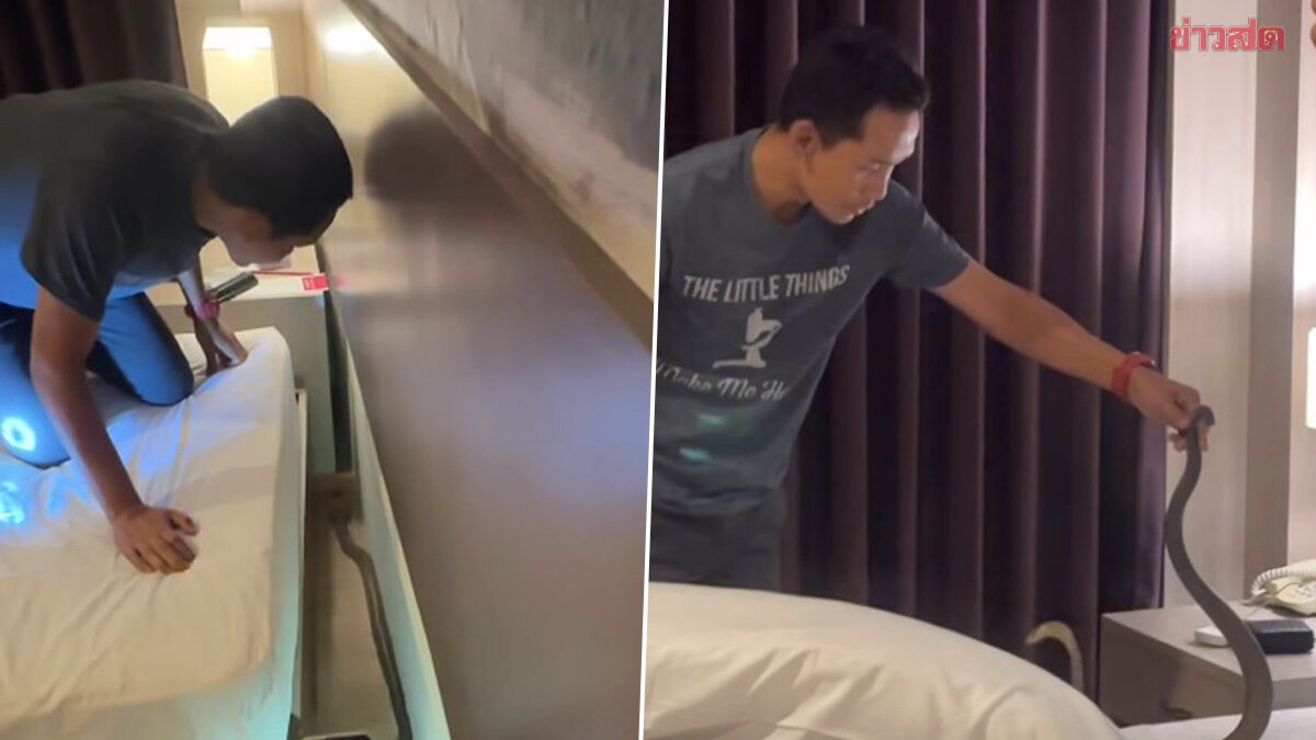 ตกใจสุดขีด งูเห่า โผล่ในที่นอน เย็นวาบเลื้อยผ่านคอ ขณะนอนหลับที่โรงแรม เรียกเจ้าหน้าที่มาช่วยจับ