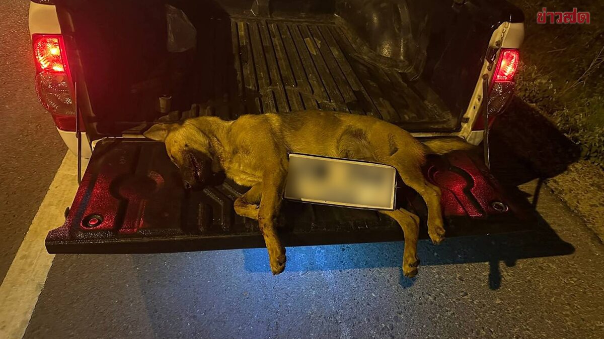เจ้าของยอมขอโทษ หลังโพสต์เดือดด่า-ล่าคนขับรถเก๋ง ชนสุนัขตายคาถนน