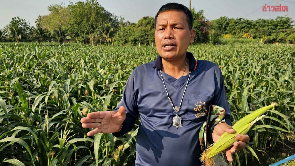 พิษน้ำมันขึ้น 6 บาท เกษตรกรปลูกข้าวโพดอ่อนราชบุรี รับจุกใจสั่น ไม่มีแรงเหยียบคันเร่ง