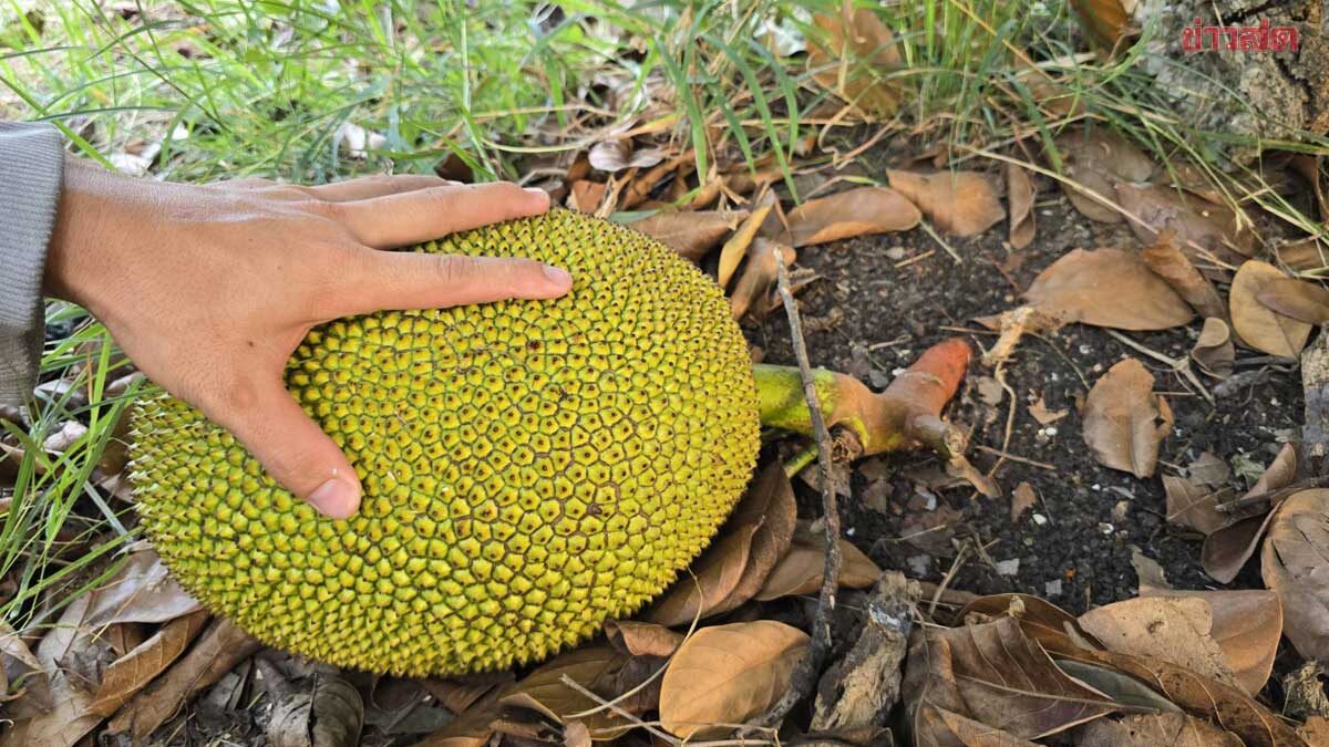 ฮือฮา ลูกขนุนโผล่จากใต้ดิน ชาวบ้านเชื่อนำโชคมาให้ แห่ขอเลขที่บ้านไปเสี่ยงโชค