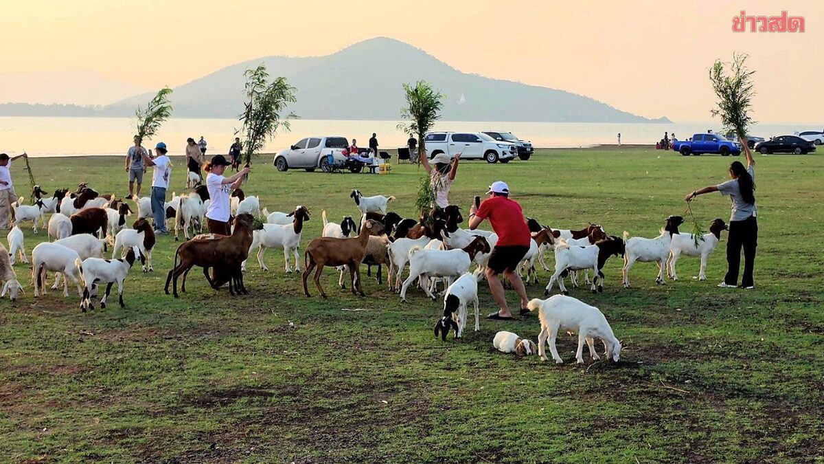 จุดเช็คอินสุดอันซีน ท้ายเขื่อนป่าสักฯทุ่งหญ้าเขียวขจีกับฝูงน้องแพะ-พระอาทิตย์ลับขอบฟ้าสุดชิว