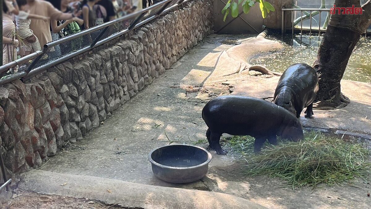 .สวนสัตว์เขาเขียวแจง 'หมูเด้ง' ถูกบุกเข้าหาในส่วนจัดแสดง ไม่ได้รับอันตรายแค่ตกใจเล็กน้อย.